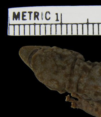 Media type: image;   Herpetology R-45987